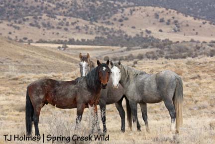 121208bachelor3 Still bachelors