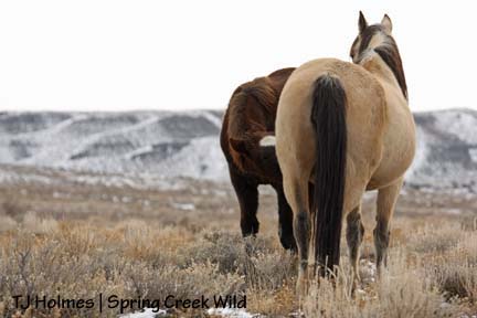 121208embernurse Ember and Luna
