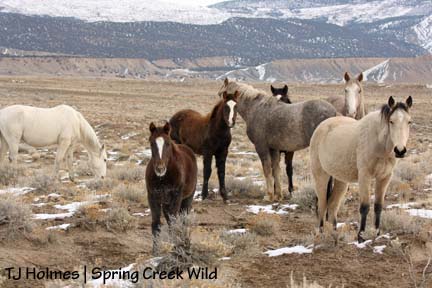 121208pinonhide Who, us?