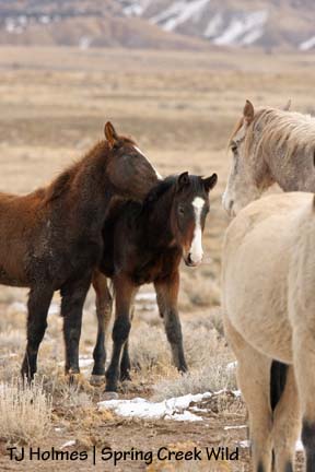 121208stormbitepinon Tastes like colt