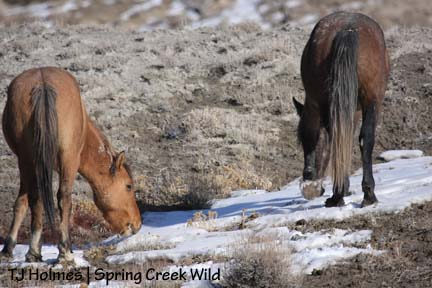 011709hollscomsnow Snow snack