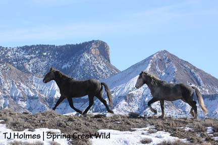 011709hookchrometrot2 Hook and Chrome