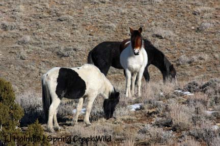 Chipeta and admirers