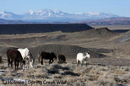 Horses, mountains