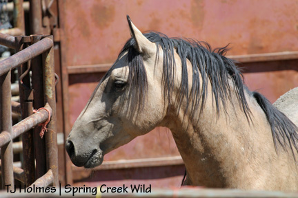 082007justicehead Justice