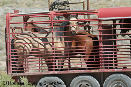 082007justicetrailer Justice and Shorty