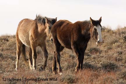Little boy, big girl