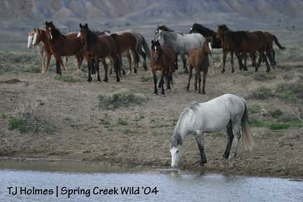 Boss mare drinks first