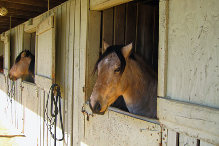 Justice in his stall