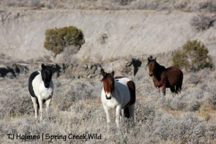 Corazon, Chipeta and Mesa