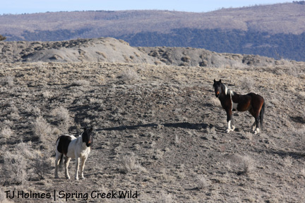 Bruiser and Cinch nearby