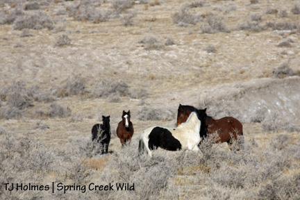 Shadow and David watch Corazon and Mesa