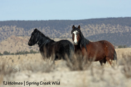 Shadow and David later