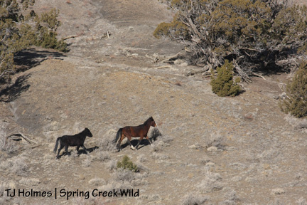 Shadow and David leaving