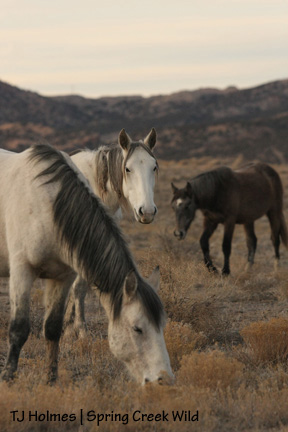 Grey, Houdini and Two Boots