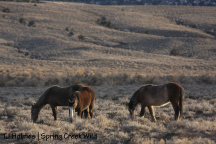 Two Boots, Iya and Twister