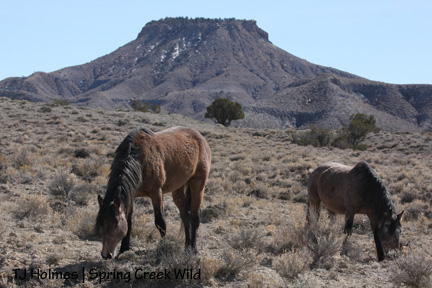 Mouse and Comanche in front of Brumley Point