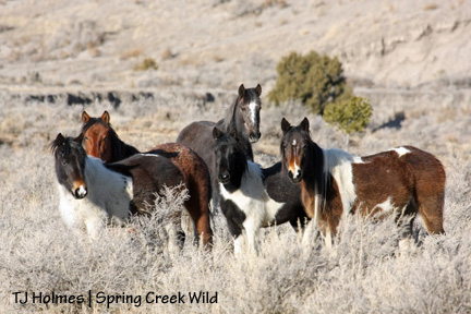 Reya, Copper, Spook, Ty, Kiowa