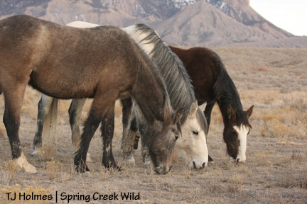 Two Boots, Grey/Traveler and Iya