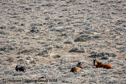 Sleepy in the sunshine