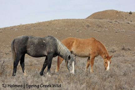 Kreacher and Kootenai