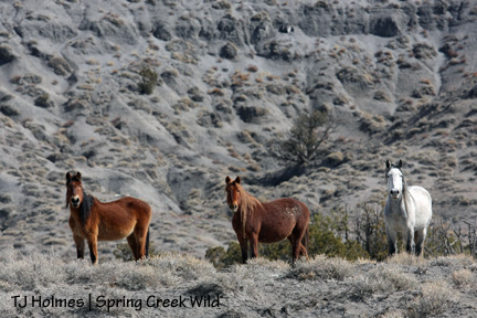 Molly, Roja and Seven