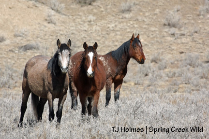 Piedra, Baylee and Aspen