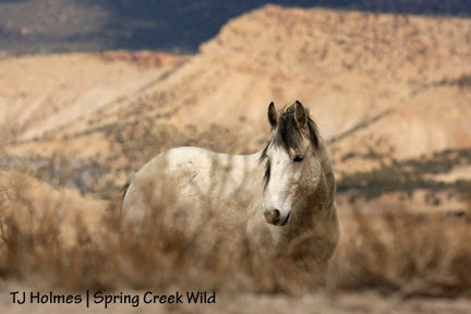 Rose-colored hills, silver stallion