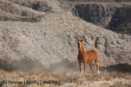 Copper in a cloud of dust