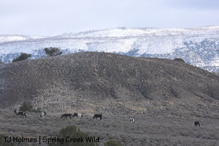 Again with the spots