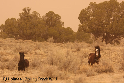 Blending into the dusty shadows