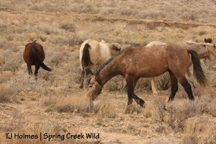Mouse doing the snake