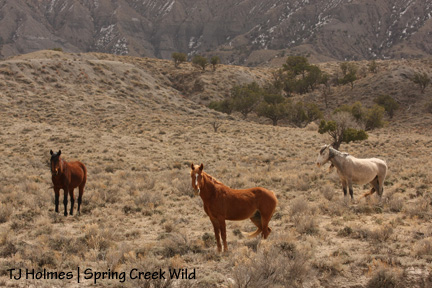 Poco, Roach and Bones