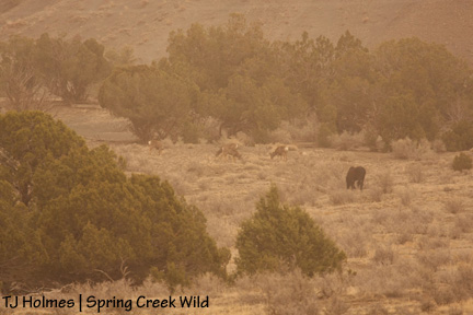 Shadow and shadowy deer