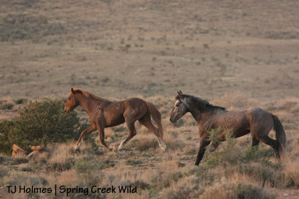 043009roachcom Roach and Comanche
