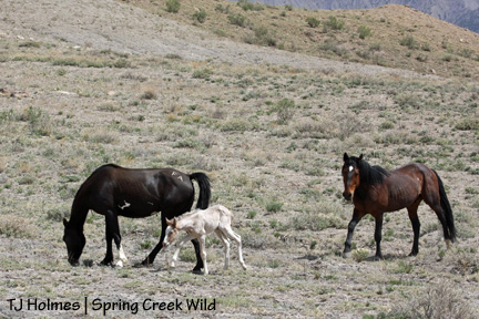 050109ravencorduke2 Instant family