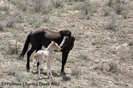050109ravencorona1 Mama kisses