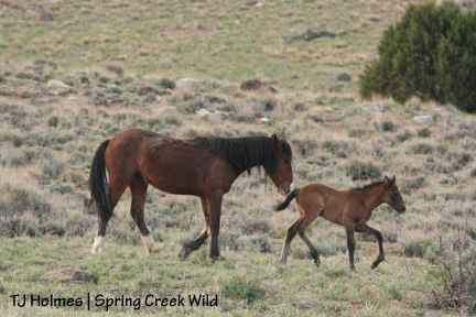 051509sagebaylee Baylee and Sage