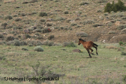 051509sagebend 051509sagebend