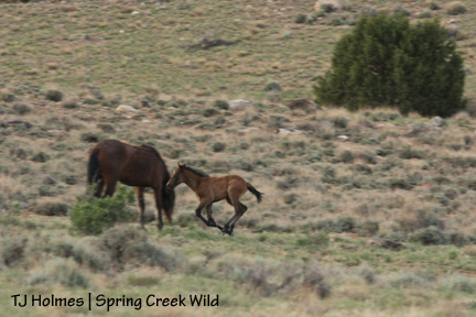 051509sagerunbaylee 051509sagerunbaylee