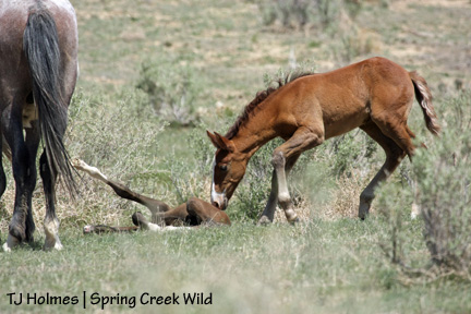 051609terrababy Boogie-baby