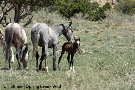 051609twobootsfoalfront Baby boy