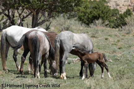 051609twobootsfoalnurse1 Right body