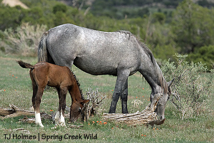 Cuatro and Two Boots