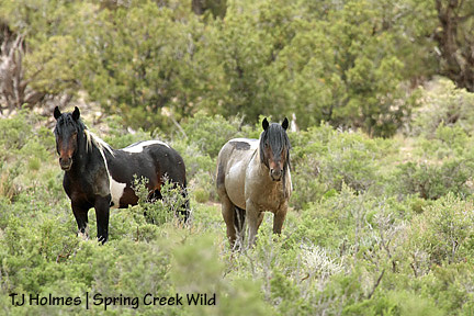 Spots in a sea of green