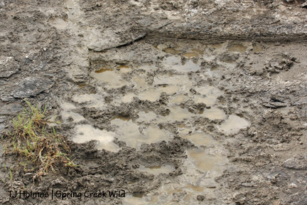 Hoofprint puddles