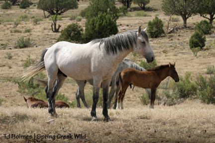 Grey boy and babies