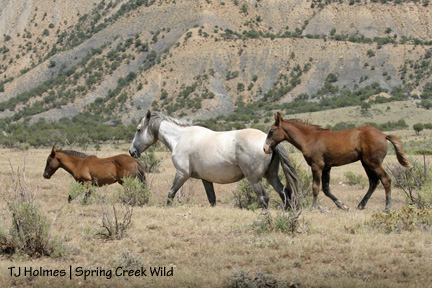 Cuatro, Houdini, Terra