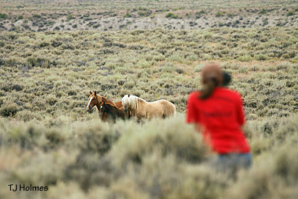 Amanda and her mustangs