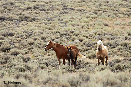 Corona with sorrel mare